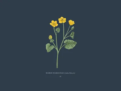 Marsh Marigold botanical buttercup digital drawing drawing faroe islands flower illustration ipadpro marigold marsh marigold procreateapp travel yellow