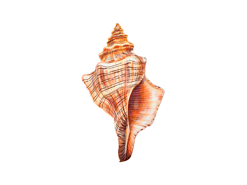 Seashells animal aquatic background beach graphic marine mollusk nature ocean oyster sea seashell shell shellfish spiral star starfish summer tropical water