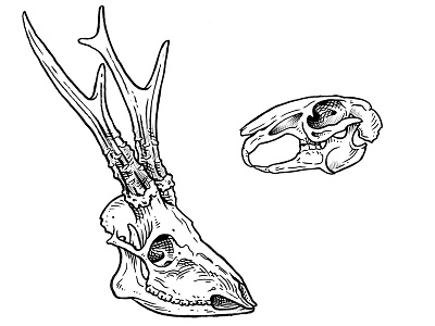 Deer & Rabbit anatomy black and white engraved gravure handdrawn illustration ink skulls
