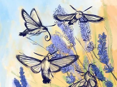 Hummingbird moths butterfly childrens illustration dawn digital digital art digital illustration drawing entomology flowers flowers illustration hummingbird illustration lavender moth nature science illustration sketch summer summertime sunset