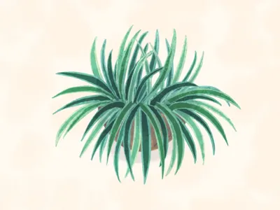 Spider plant illustration adobe sketch art direction botanical botanical painting branding digital artist editorial floral floral artist illustration illustrator photoshop plant plant artist plant illustration procreate procreate app publication spider plant