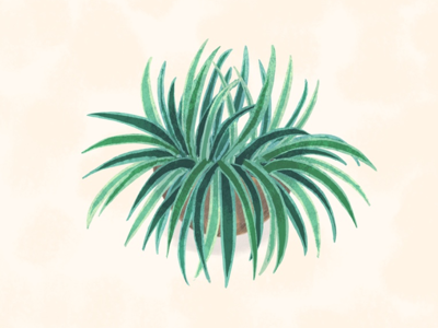 Spider plant illustration adobe sketch art direction botanical botanical painting branding digital artist editorial floral floral artist illustration illustrator photoshop plant plant artist plant illustration procreate procreate app publication spider plant