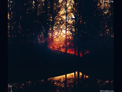 Forest Fog 3d artwork c4d cinema4d design design art fog forest sunset