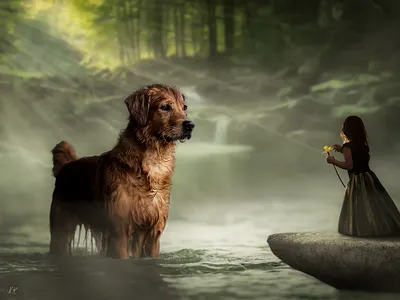 Photo Manipulation // Dog art art design art director creative design design art digital art digital painting digitalart girl photomanipulation photoshop photoshop action photoshop art poster poster art poster design tiger visual art visual design