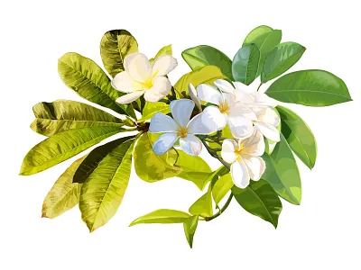 Plumeria flower on white background - Vector card floral flower greeting invitation nature vector wallpapers