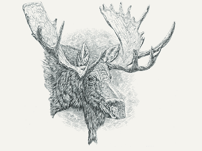 Bull Moose ink line art lineart pen ink