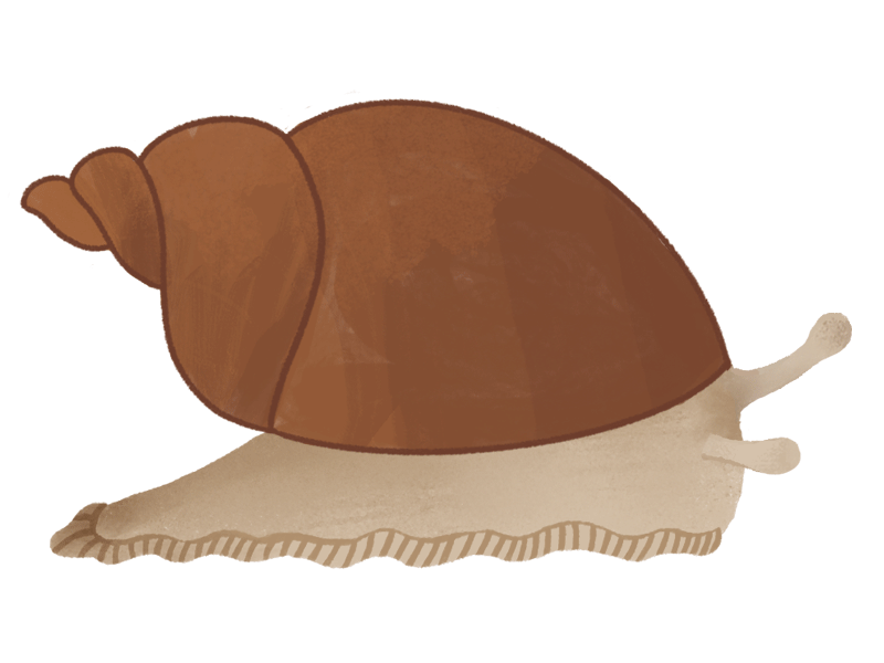 Amber Snail 2d 2d animation amber snail animal animated animated illustration animation drawing gif illustration illustrative mollusk motion motion design nature procreate shell slug snail wildlife