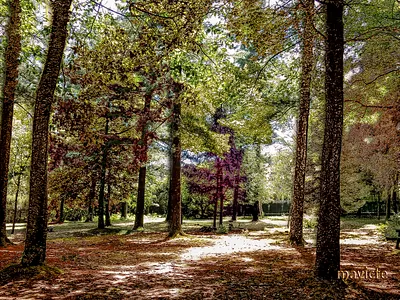 Autumn Forest In The Summertime autumn bosque color composition digital art digital painting forest graphic art graphic design illustration illustration art mavicfe naturaleza nature otoño painting photography photoshop photoshop art