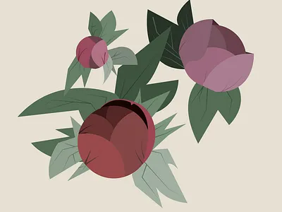 Peonies illustration vector