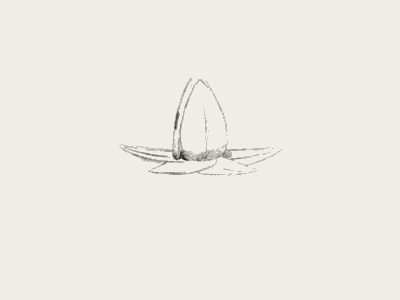 Flower 12fps animation animation desk apple b3d blender flower illustration ipad pro motion rotoscope