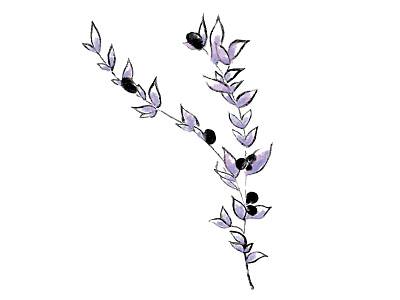 Olive Branch illustration paint brush texture