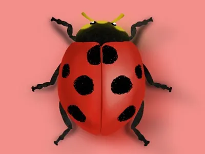 Bug art bug clean colour design illustration minimal procreate procreateapp red