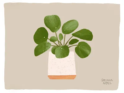 Pancake Plant botanical greenery hand drawn house plant illustration ipad pro neutrals photoshop plant plants procreate texture