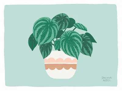 Watermelon Peperomia botanical botany design hand drawn house plant house plants illustration illustrator ipad pro leaves melon photoshop plant plant illustration plants procreate wacom watermelon