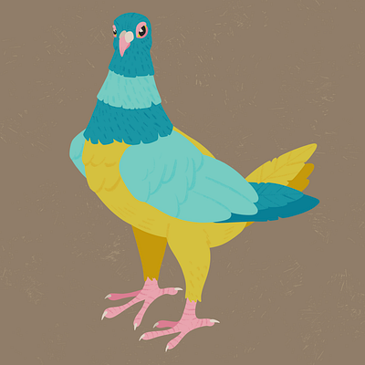 Fancy Pigeon 05 bird colourful design digital art illustration nature pigeon procreate vintage
