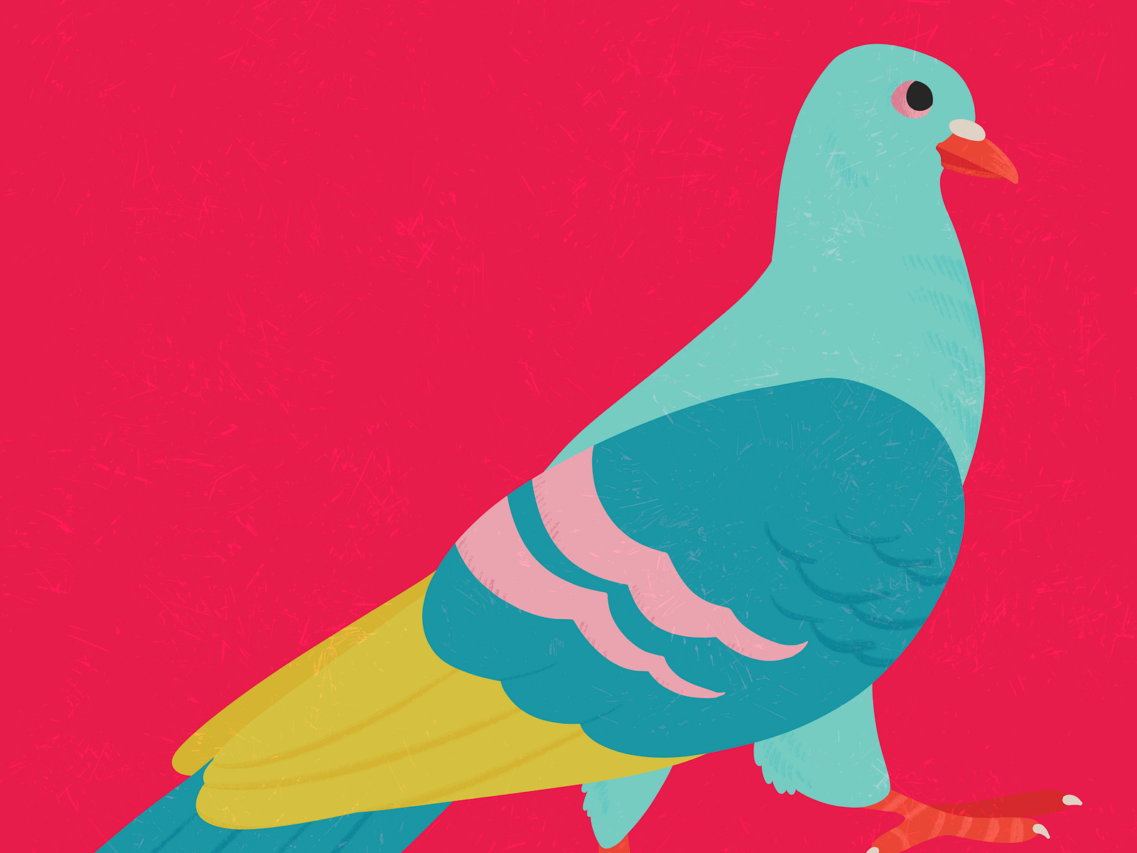 fancy-pigeon-06-by-theo-harris-on-dribbble