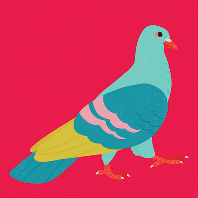 Fancy Pigeon 06 bird colourful design digital art illustration nature pigeon procreate