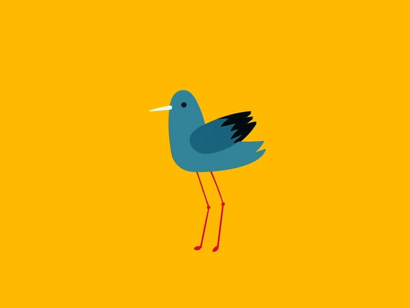 pigeon 2d animation ae after affects animation bird character duik motion pigeon
