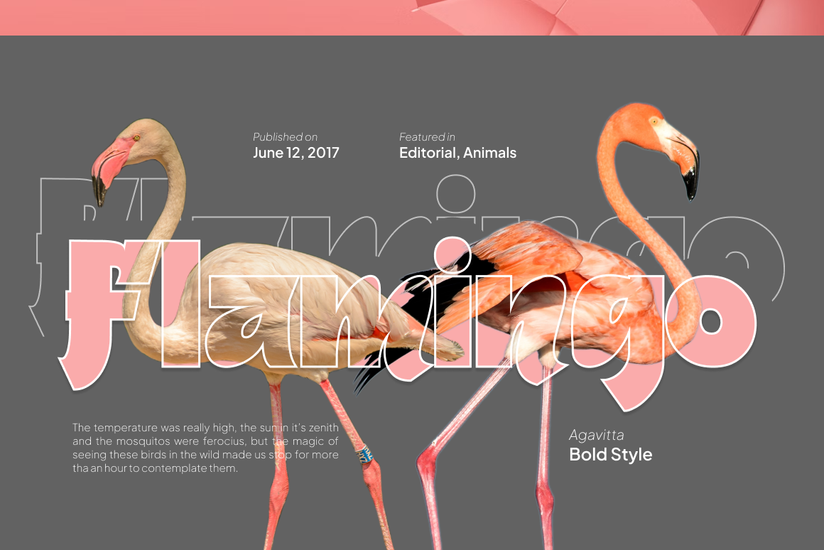 Agavitta - Display Typeface branding font fontlab graphic design lettering type typography variable font