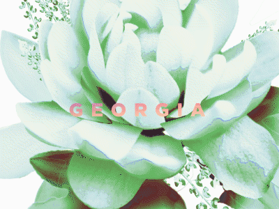 Travel colorful flowers motion