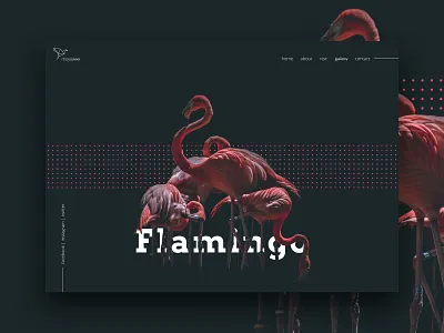 MoyeZoo Website concept bird birds black branding dark ui dark website minimal moye moyedesign ui ui design web design webdesign website