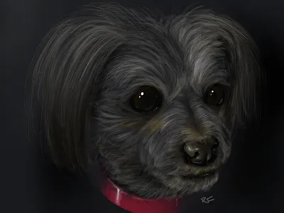 The Dog collar dog fur fuzz procreate