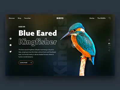 Birds UI Concept sketchapp ui uidesign userexperience userinterface ux