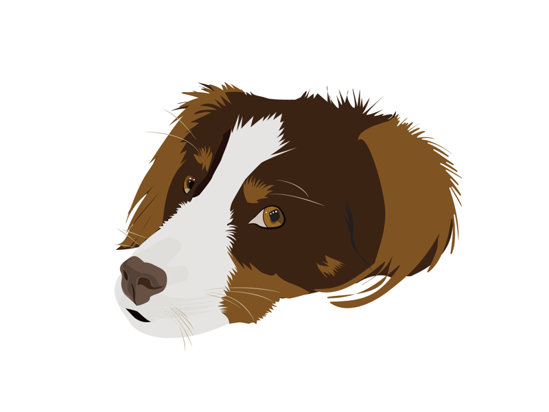 Example of Australian Shepherd - Ollie