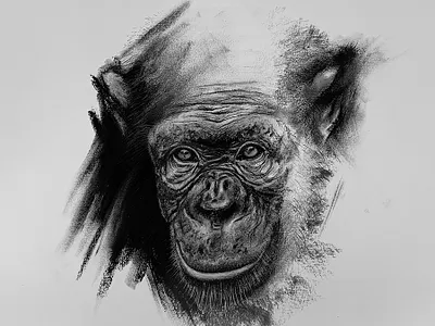 Expressive Eyes – A Chimpanzee in Charcoal animal art arte charcoal desenho dibujo drawing