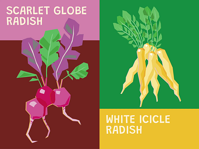 Vegetable Seeds Illustrations: Radishes animation branding business illustration design design studio digital art digital illustration farming food food growing gardening graphic design illustration illustrator marketing motion graphics packaging radish seeds vegetables