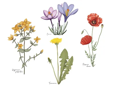 Wild Plants Illustrations colorful flowers illustrations nature realistic