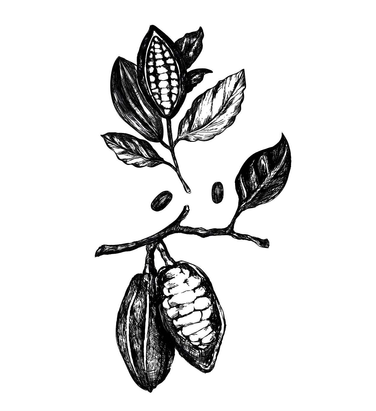 Cocoa Packaging design / Illustrations