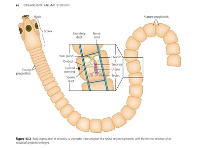 FIGURE 13.2