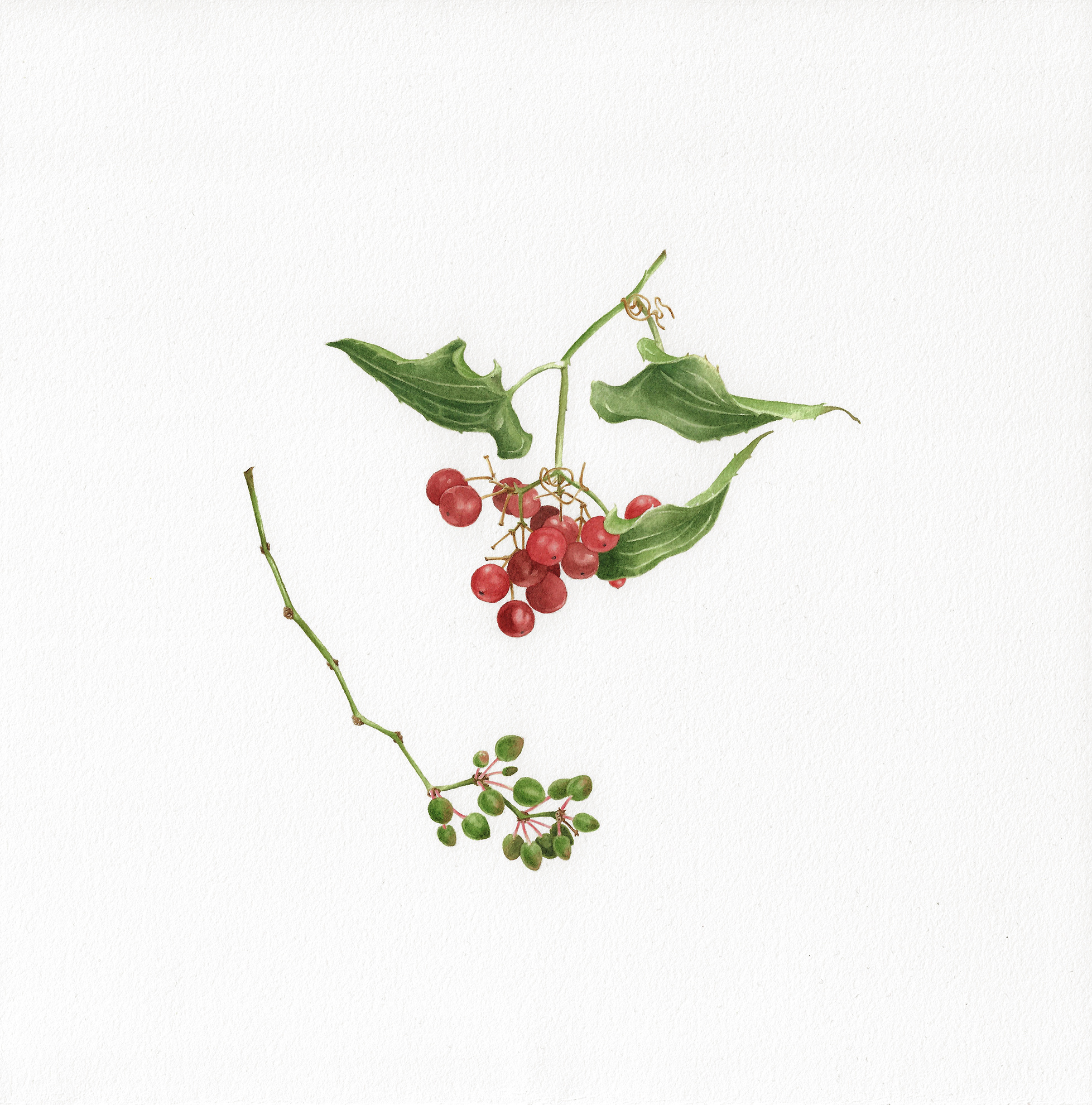 Smilax Aspera acquerello artwork botanical green handmade illustration painting plant red salsapariglia smilax aspera traditional art watercolor