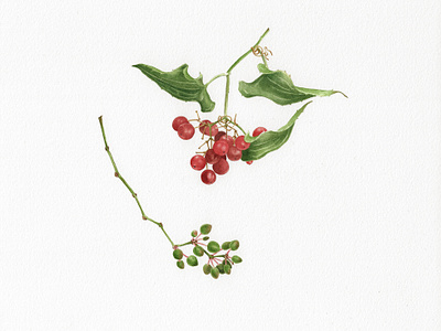 Smilax Aspera acquerello artwork botanical green handmade illustration painting plant red salsapariglia smilax aspera traditional art watercolor