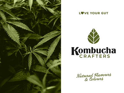 Kombucha Branding beer beverage bottle brand identity can cbd drink healthy drink kiwi kombucha natural soda can tea