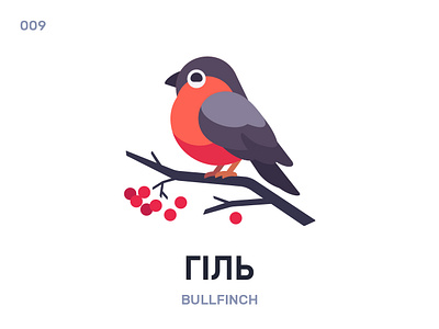 Гіль / Bullfinch belarus belarusian language bird daily flat icon illustration vector word