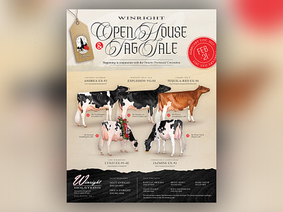 Winright Holsteins Tag Sale advertisement cattle cow design farm design holstein holstein cow holstein cows holsteins one page ad open house tag sale