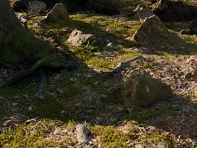 Forest design 3D 3d art branches forest grass rocks trees visual