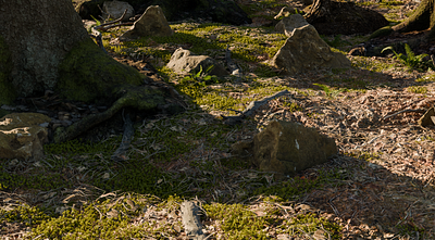 Forest design 3D 3d art branches forest grass rocks trees visual
