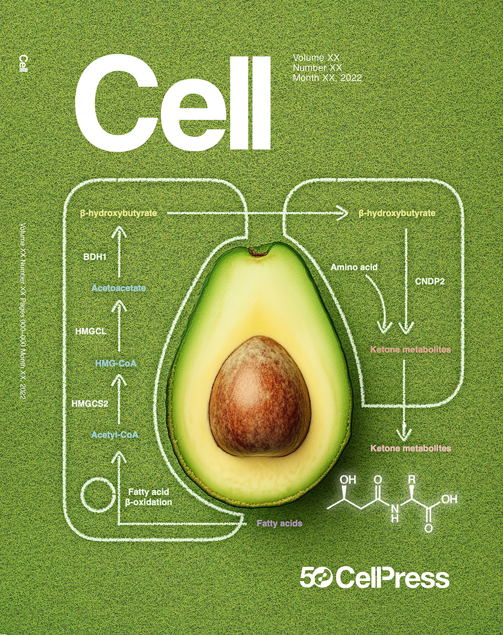 Avocado and health biology cover art graphic design illustration medical illustration science scientific illustration