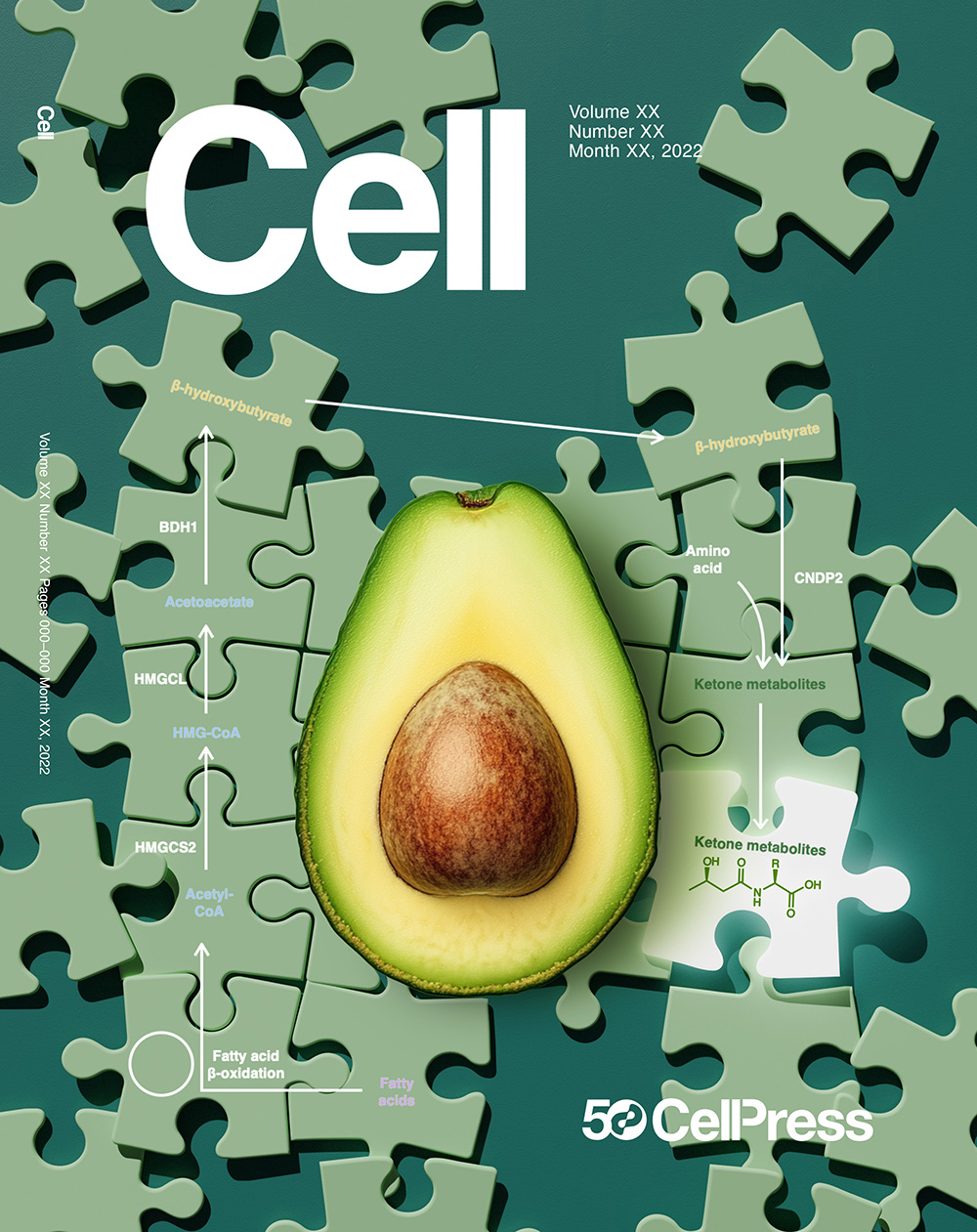 Avocado and health biology cover art graphic design illustration medical illustrartion science scientific illustration