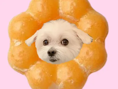 Pon de Rin(ポンデリン) graphic design