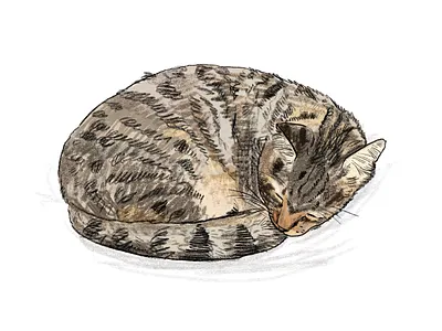 Cat drawing with pencil in procreate art artistic cat creativity design draw drawing graphic illustration illustrator