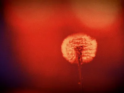 PUBLICIDAD DE LIBRO DE POESIA (SPANISH) advertising after effects animated poster animation branding facebook instagram libro motion graphics poesia poetry publicidad social media spanish tiktok ui video video ad video editing youtube