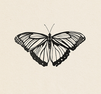 Butterfly butterfly drawing illustration line art