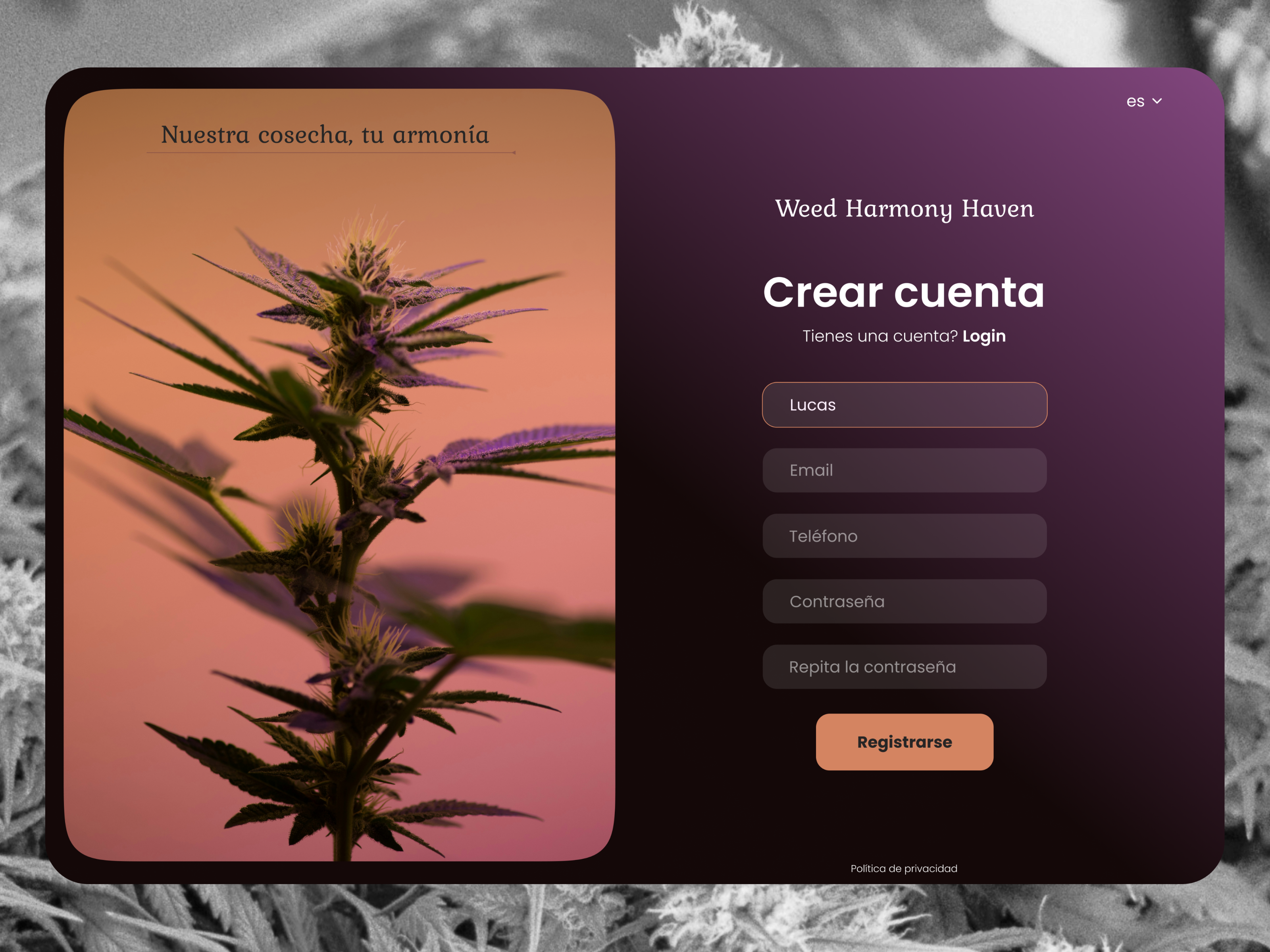 Cannabis Store Desktop App Login app desktop cannabis cannabis store login login store store ui