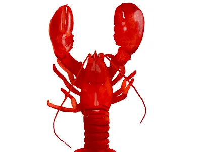 Lobster drawing food graphic design illustration lobster painting poster procreate seafood