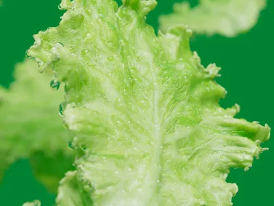 Lettuce coming soon 3d animation c4d cinema4d design graphic design greens illustration lettuce redshift typography