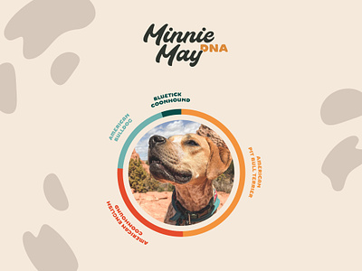 Minnie May DNA branding breed bulldog character coonhound design dna dog graphic design icon illustration logo minnie orange pet pitbull puppy test typography vector